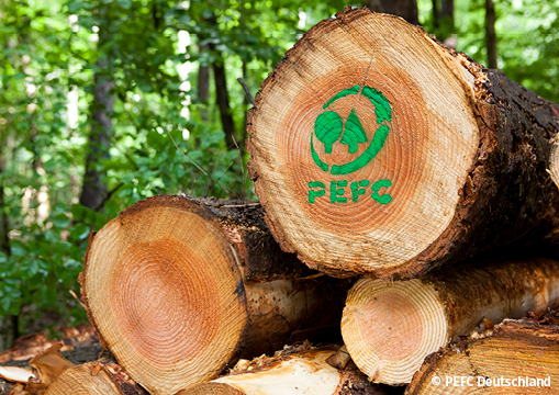 Buchewald mit abholzten Buchestämmen und aufgedrucktem PEFC Logo